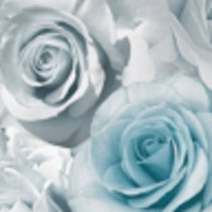 Meet your Posher, Lucille